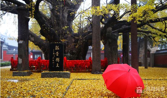 煙雨浮來(lái)，醉美銀杏 （大眾網(wǎng)記者 張希嘉 攝）