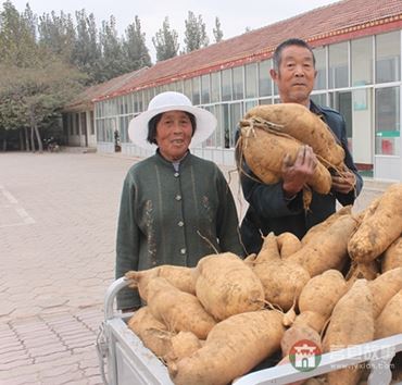 史同海、孫成菊夫婦與他們的地瓜