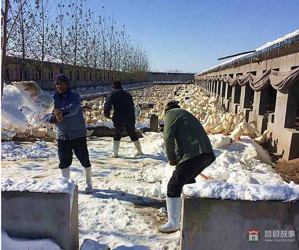 莒縣大雪鴨場(chǎng)損失300萬(wàn)，天災(zāi)人禍誰(shuí)來(lái)償