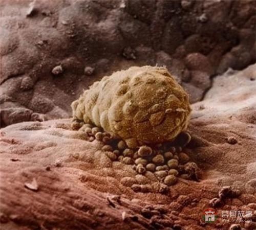 【真知】男人液體進(jìn)入女人體內(nèi)后發(fā)生的“化學(xué)反應(yīng)”，太震撼了……