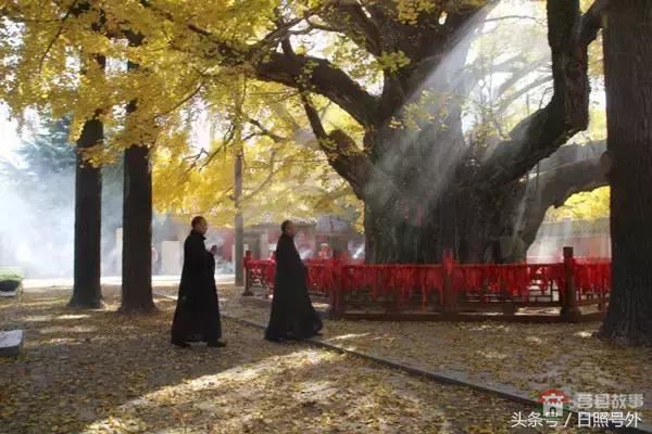 一個(gè)傳說故事，保護(hù)了莒縣千年銀杏到現(xiàn)在！