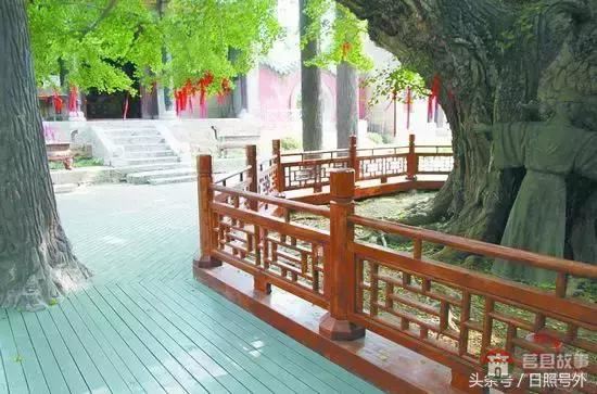 一個(gè)傳說故事，保護(hù)了莒縣千年銀杏到現(xiàn)在！