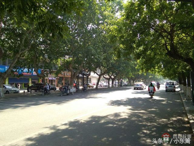 莒國(guó)古城我們的家――之老槐樹底