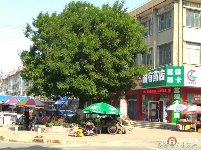 莒國(guó)古城我們的家――之老槐樹底