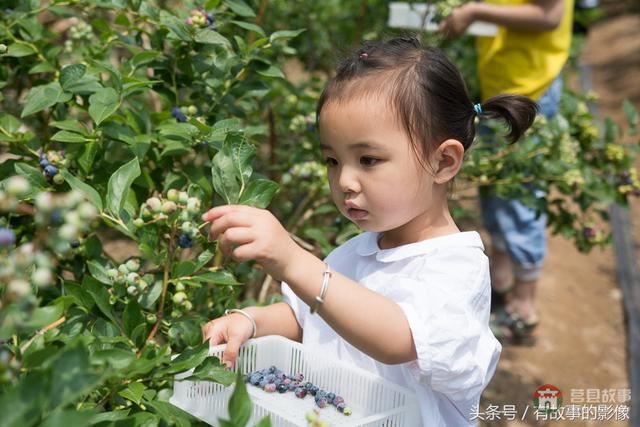 莒縣龍山隆海園藍莓采摘開園啦！