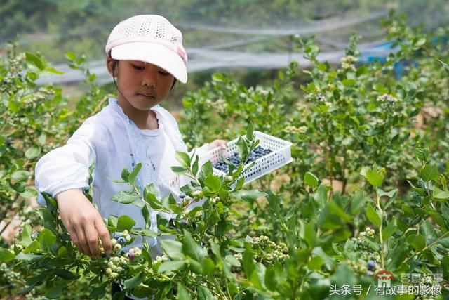 莒縣龍山隆海園藍莓采摘開園啦！