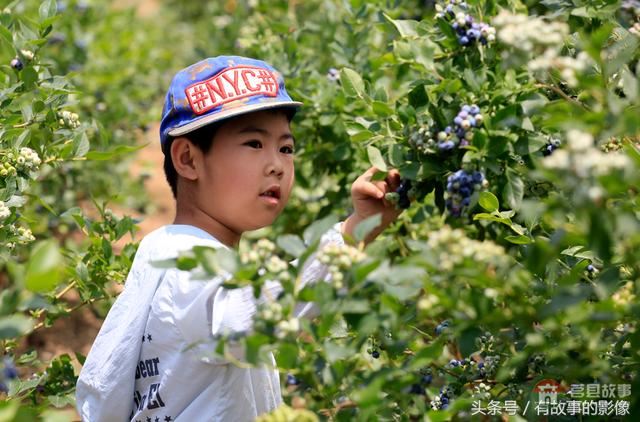 莒縣龍山隆海園藍莓采摘開園啦！