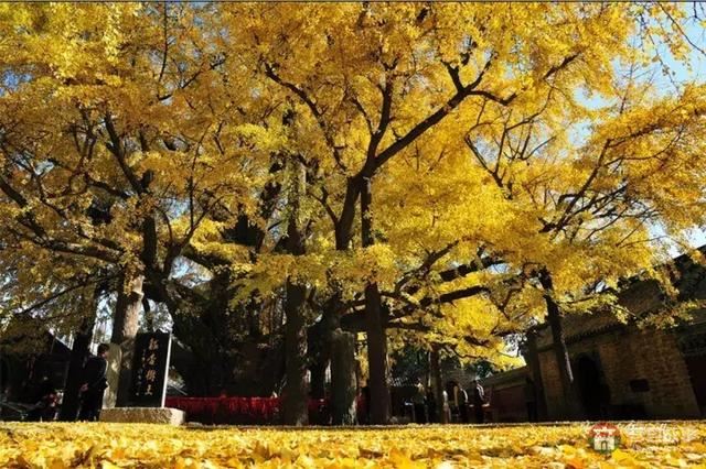 再過幾天，莒縣這個地方要火……先睹為快！