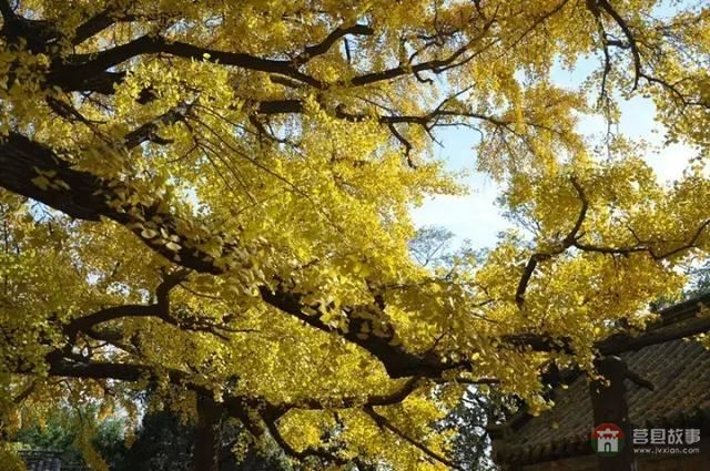 再過幾天，莒縣這個地方要火……先睹為快！