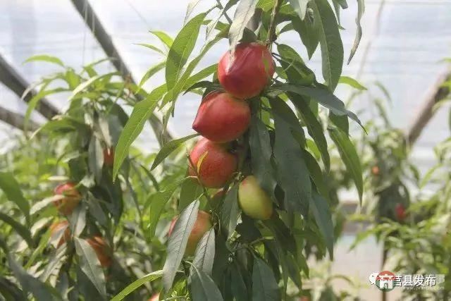 剛剛上市！莒縣這里好大一個“小油桃”，一年能賣3個億