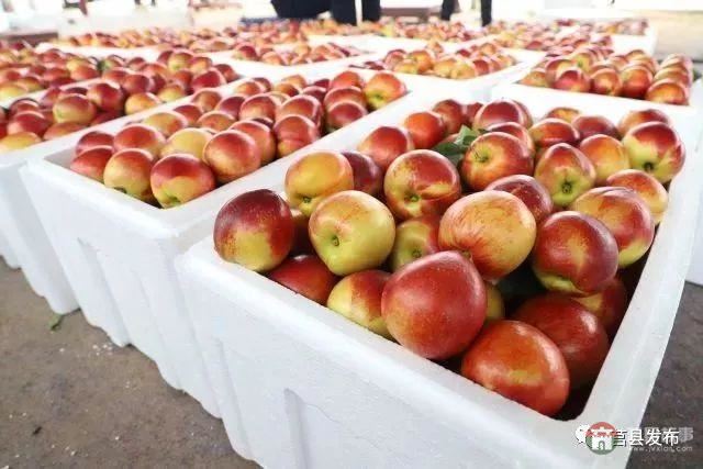 剛剛上市！莒縣這里好大一個“小油桃”，一年能賣3個億