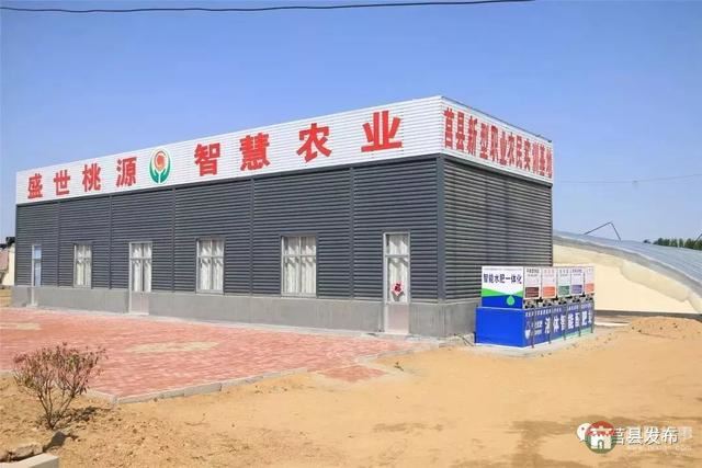 剛剛上市！莒縣這里好大一個“小油桃”，一年能賣3個億