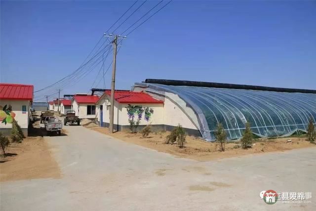 剛剛上市！莒縣這里好大一個“小油桃”，一年能賣3個億