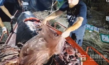 “逼瘋”上海人的垃圾分類背后，藏著中國人不知道的殘忍真相