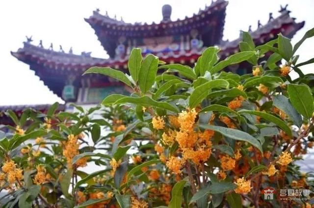 國慶假期莒縣最新“旅行情報圖”，為你泄密哪里“人從眾”